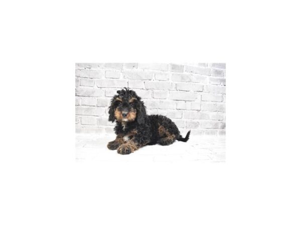 Poodle-DOG-Female-Black and Apricot-13-Petland Lexington, Kentucky