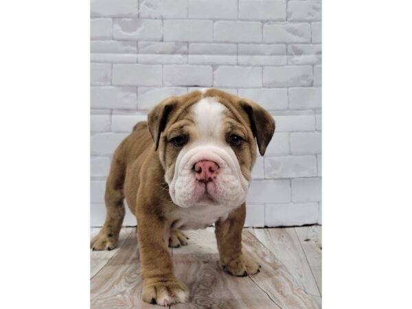 Bulldog-DOG-Male-Red Chocolate Merle-33-Petland Lexington, Kentucky