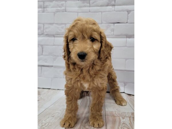 Mini Goldendoodle-DOG-Female-Cream-24-Petland Lexington, Kentucky