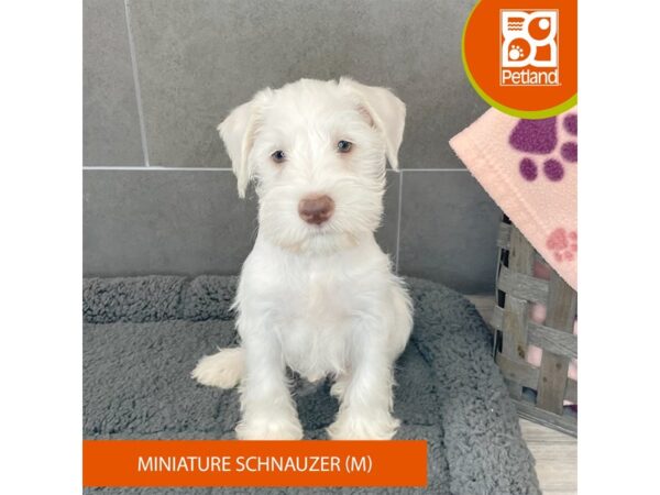 Miniature Schnauzer-Dog-Male-White-563-Petland Lexington, Kentucky