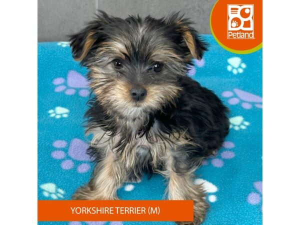 Yorkshire Terrier-Dog-Male-Black / Tan-598-Petland Lexington, Kentucky