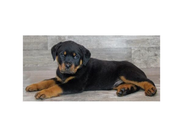 Rottweiler-Dog-Male-Black / Tan-607-Petland Lexington, Kentucky