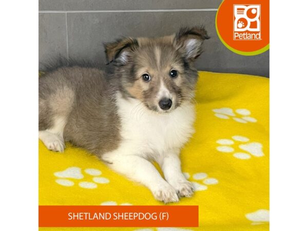 Shetland Sheepdog-Dog-Female-Sable / White-612-Petland Lexington, Kentucky