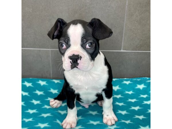 Boston Terrier-Dog-Male-Black / White-577-Petland Lexington, Kentucky