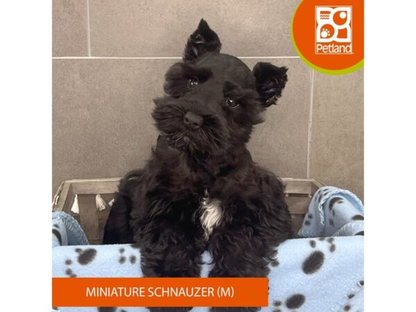 Miniature Schnauzer-Dog-Male-Black-621-Petland Lexington, Kentucky