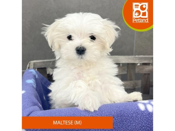 Maltese-Dog-Male-White-618-Petland Lexington, Kentucky