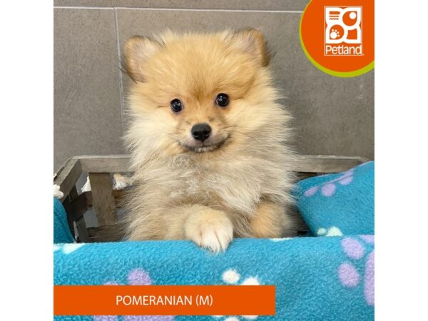 Pomeranian-Dog-Male-Sable-629-Petland Lexington, Kentucky