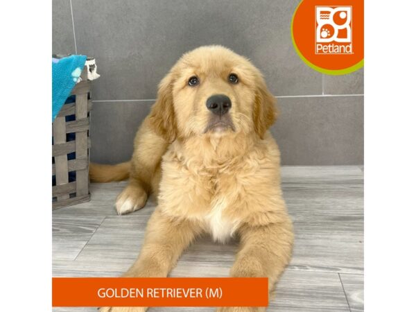 Golden Retriever-Dog-Male-Dark Golden-640-Petland Lexington, Kentucky