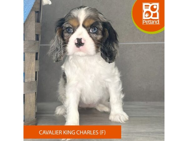 Cavalier King Charles Spaniel-Dog-Female-Blue Merle White / Tan-648-Petland Lexington, Kentucky