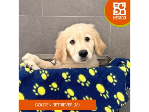Golden Retriever-Dog-Male-Golden-625-Petland Lexington, Kentucky