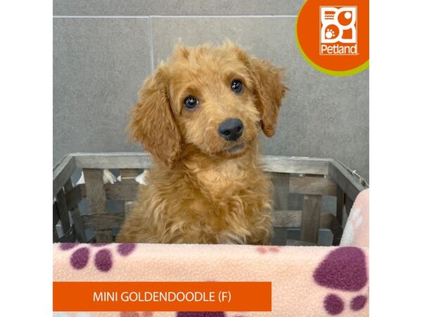 Goldendoodle/Mini Poodle-Dog-Female-Golden-632-Petland Lexington, Kentucky