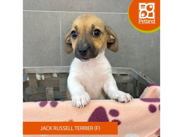 Jack Russell Terrier Dog Female Brown / White 631 Petland Lexington, Kentucky