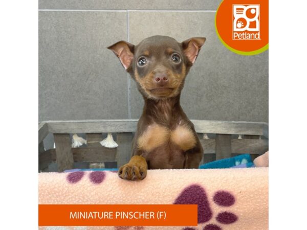 Miniature Pinscher Dog Female Chocolate / Rust 628 Petland Lexington, Kentucky