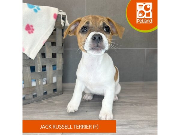 Jack Russell Terrier Dog Female Brown / White 643 Petland Lexington, Kentucky