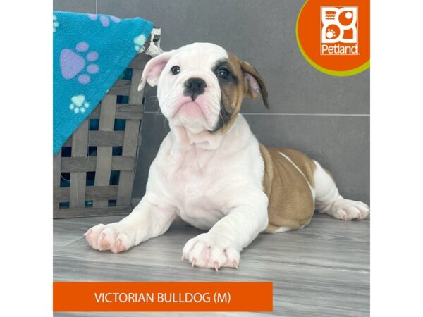 Victorian Bulldog Dog Male Brown / White 645 Petland Lexington, Kentucky