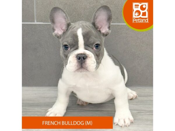 French Bulldog-Dog-Male-Blue / White-655-Petland Lexington, Kentucky