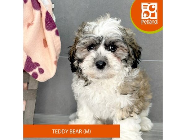 Teddy Bear Dog Male Gold / White 647 Petland Lexington, Kentucky