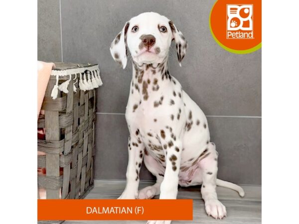 Dalmatian-Dog-Female-Liver / White-651-Petland Lexington, Kentucky