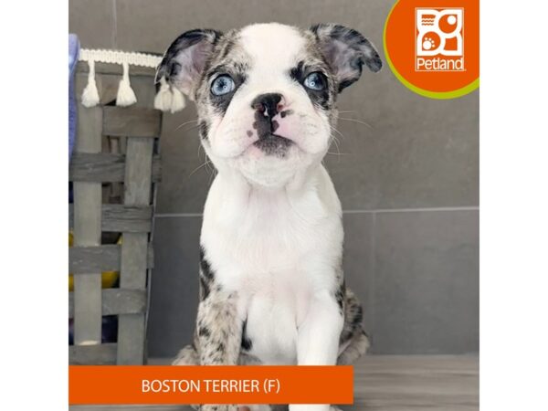 Boston Terrier-Dog-Female-Blue Merle-663-Petland Lexington, Kentucky