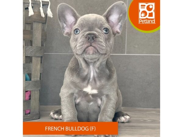 French Bulldog-Dog-Female-Blue-662-Petland Lexington, Kentucky