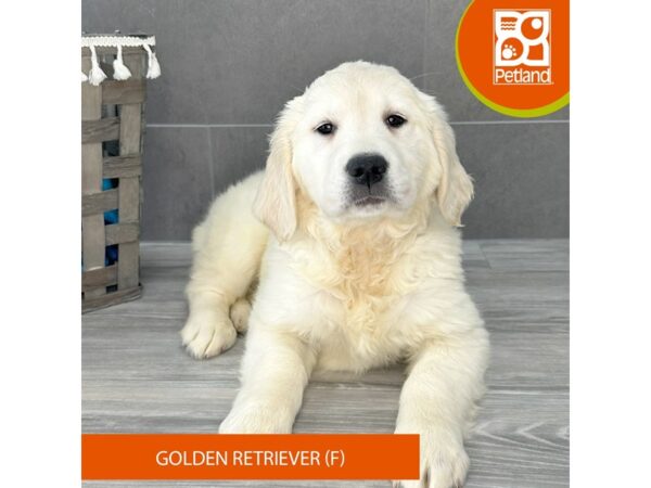 Golden Retriever-Dog-Female-Cream-674-Petland Lexington, Kentucky
