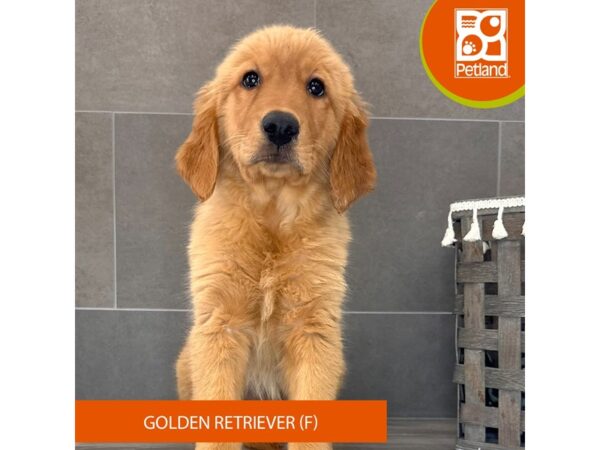 Golden Retriever-Dog-Female-Golden-676-Petland Lexington, Kentucky