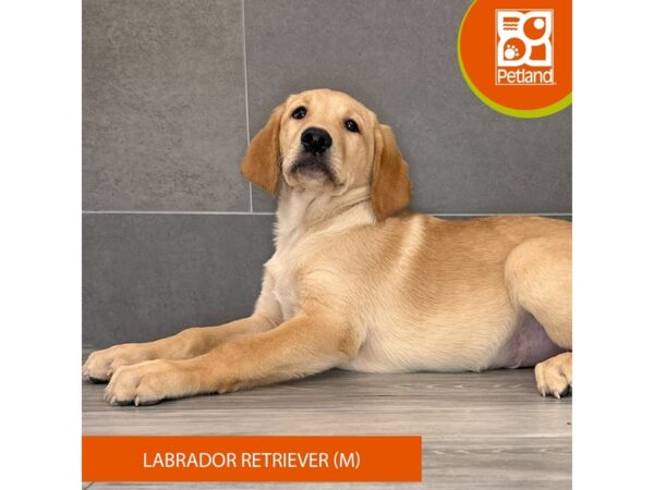 Labrador Retriever-Dog-Male-Yellow-677-Petland Lexington, Kentucky