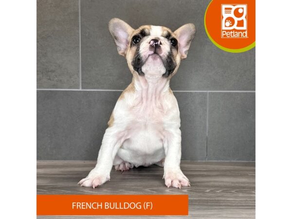 French Bulldog-Dog-Female-Fawn-681-Petland Lexington, Kentucky