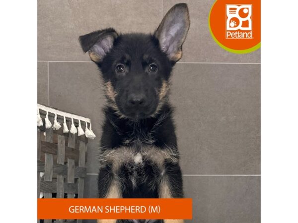German Shepherd Dog-Dog-Male-Black / Tan-682-Petland Lexington, Kentucky