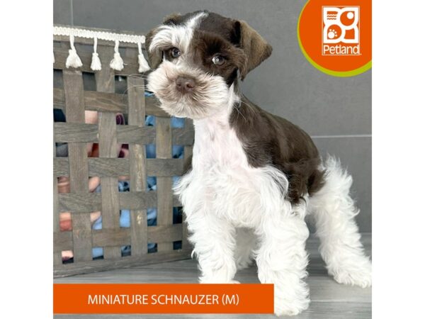 Miniature Schnauzer-Dog-Male-Chocolate / White-684-Petland Lexington, Kentucky