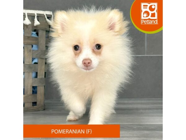 Pomeranian-Dog-Female-Cream-678-Petland Lexington, Kentucky