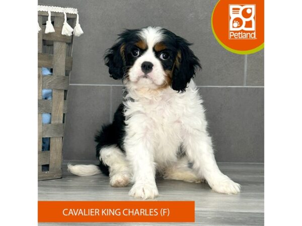 Cavalier King Charles Spaniel-Dog-Female-Tri-Colored-668-Petland Lexington, Kentucky