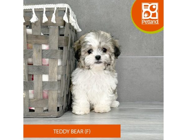 Teddy Bear-Dog-Female-Gold / White-688-Petland Lexington, Kentucky