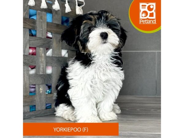 Yorkie Poo-Dog-Female-Black Tan / White-703-Petland Lexington, Kentucky