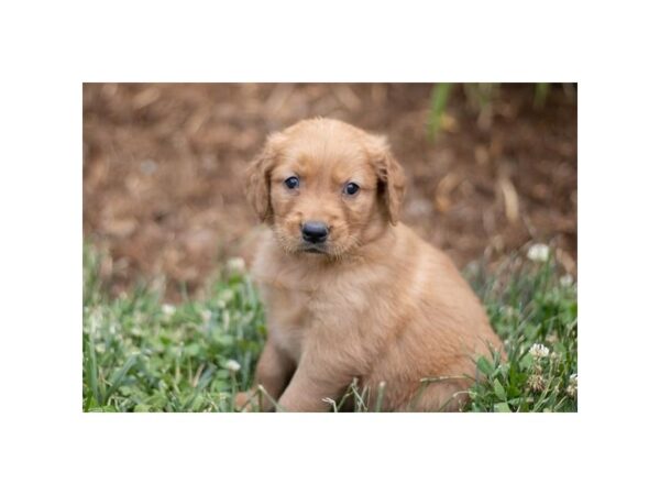 Golden Retriever-Dog-Female-Dark Golden-712-Petland Lexington, Kentucky