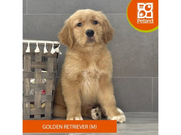 Golden Retriever-Dog-Male-Golden-702-Petland Lexington, Kentucky