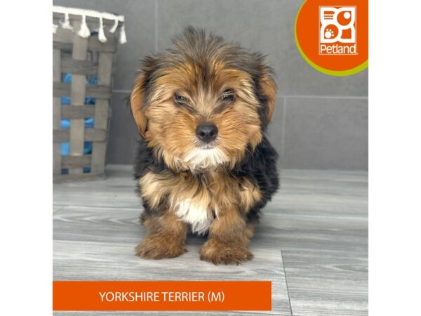 Yorkshire Terrier-Dog-Male-Black / Tan-718-Petland Lexington, Kentucky