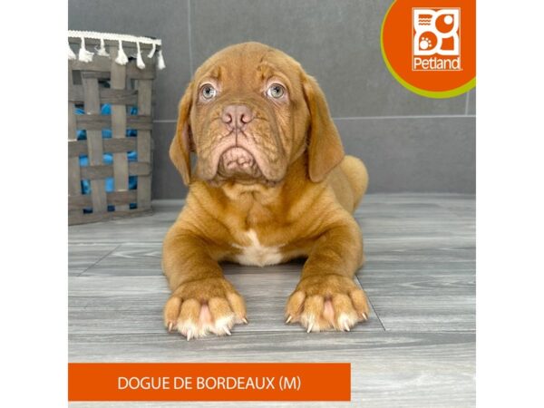 Dogue De Bordeaux-Dog-Male-Fawn-716-Petland Lexington, Kentucky