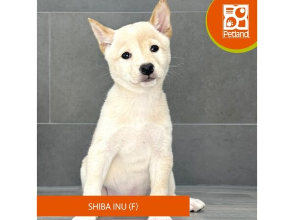 Shiba Inu-Dog-Female-Cream-714-Petland Lexington, Kentucky