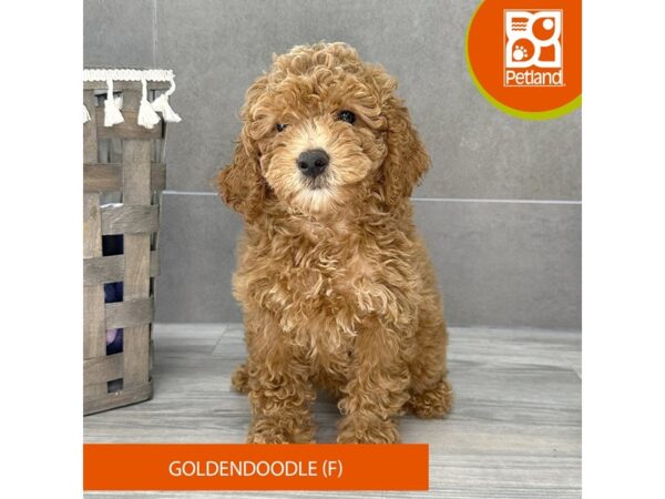 Goldendoodle-Dog-Female-Dark Golden-728-Petland Lexington, Kentucky