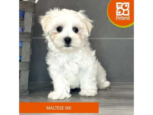 Maltese-Dog-Male-White-706-Petland Lexington, Kentucky