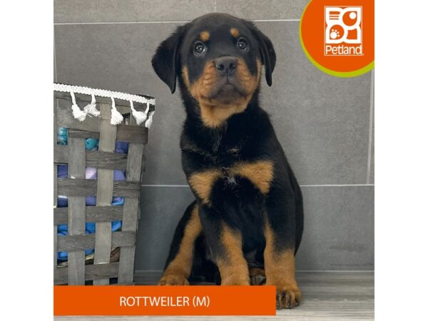 Rottweiler-Dog-Male-Black / Tan-708-Petland Lexington, Kentucky