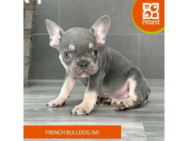 French Bulldog-Dog-Male-Blue / Tan-721-Petland Lexington, Kentucky