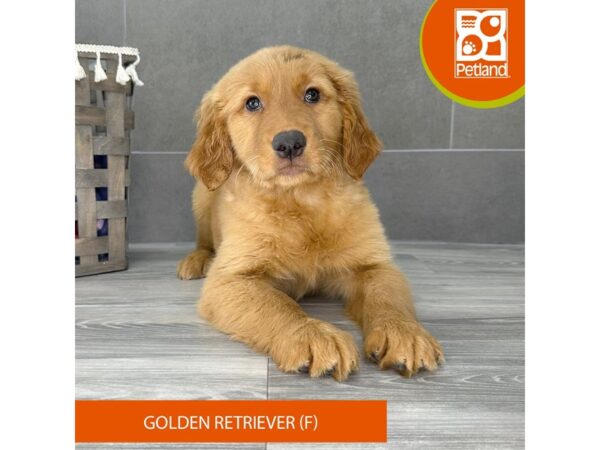 Golden Retriever-Dog-Female-Golden-726-Petland Lexington, Kentucky