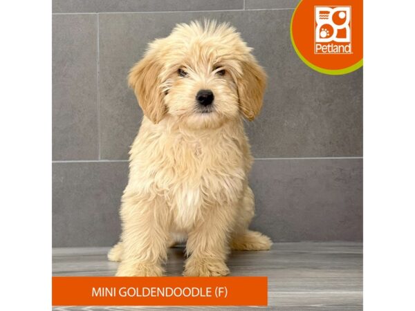 Goldendoodle Mini-Dog-Female-Golden-737-Petland Lexington, Kentucky