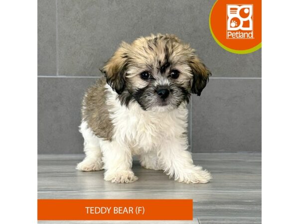 Teddy Bear-Dog-Female-Sable / White-744-Petland Lexington, Kentucky