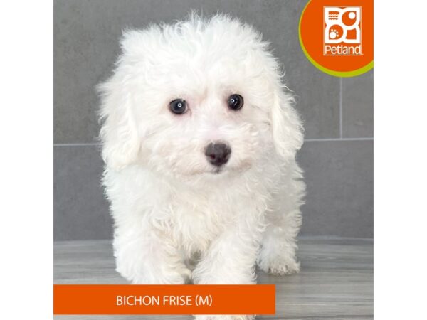[#748] White Male Bichon Frise Puppies for Sale