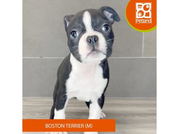 [#757] Black / White Male Boston Terrier Puppies for Sale