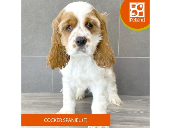 [#760] Buff / White Female Cocker Spaniel Puppies for Sale