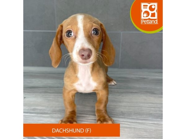[#771] Cream Female Dachshund Puppies for Sale